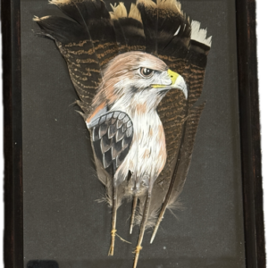Hawk Framed Feathers